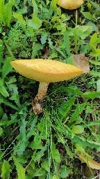 Suillus grevillei