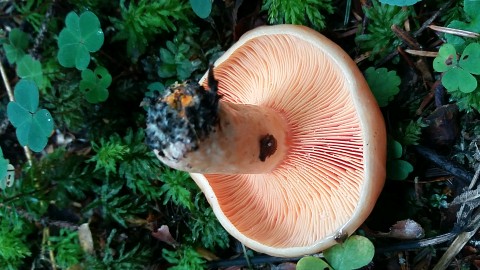 Lactarius semisanguifluus