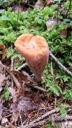 Clavariadelphus truncatus