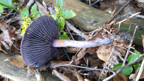 Cortinarius violaceus