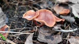 Lactarius lacunarum