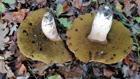 Boletus edulis