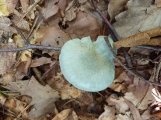 Clitocybe odora