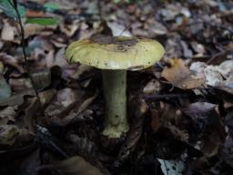 Cortinarius joguetii