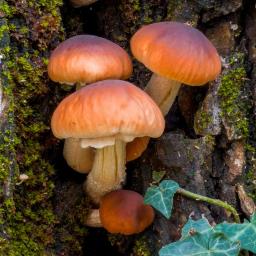 Cyclocybe cylindracea