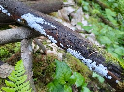 Ceratiomyxa fruticulosa