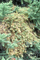 Chrysomyxa arctostaphyli