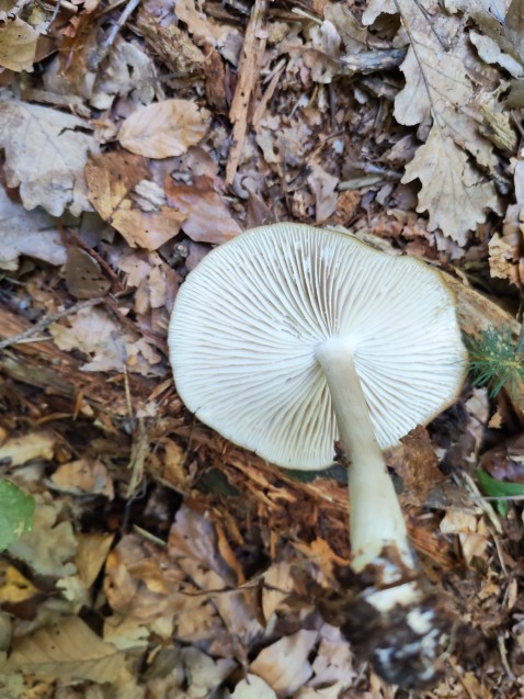 Megacollybia platyphylla