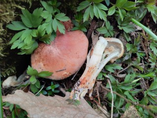 Hypholoma lateritium