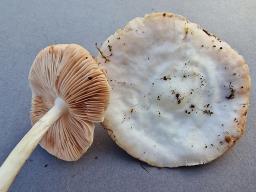 Pluteus pellitus