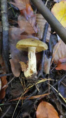 Cortinarius venetus