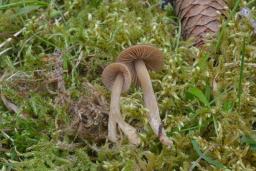 Entoloma vernum