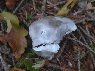 Hygrophorus agathosmus