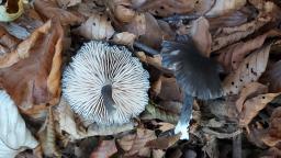 Entoloma serrulatum