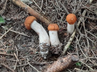 Leccinum rufum