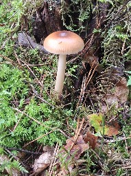 Amanita fulva