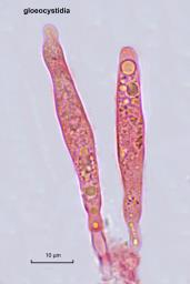 Gloeocystidiellum clavuligerum
