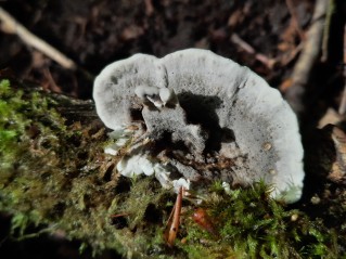 Bjerkandera adusta