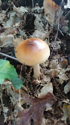 Amanita fulva