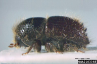 Ips typographus