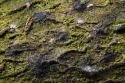 Massaria conspurcata