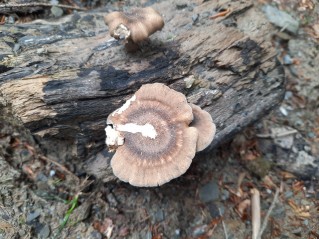 Lentinus substrictus