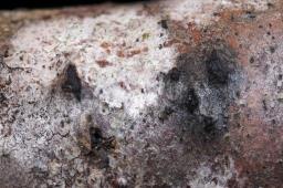 Lopadostoma dryophilum