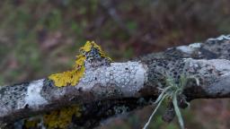 Xanthoria parietina