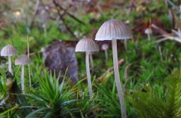 Mycena cinerella