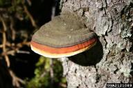 Fomitopsis pinicola