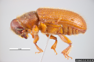 Dendroctonus micans