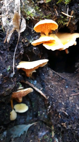 Hygrophoropsis aurantiaca