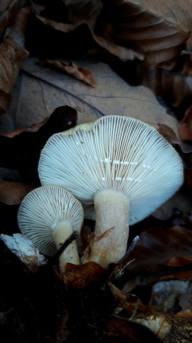 Lactarius blennius