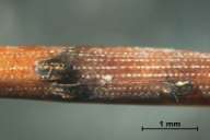 Mycosphaerella pini