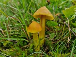 Hygrocybe citrinovirens