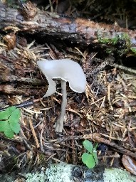 Helvella macropus