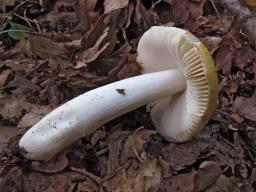 Russula risigallina