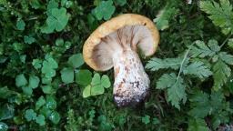 Lactarius scrobiculatus