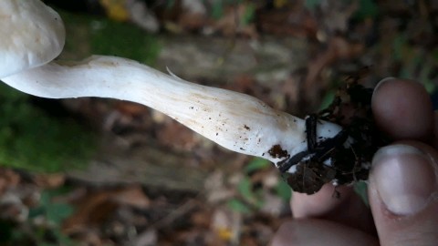 Tricholoma lascivum