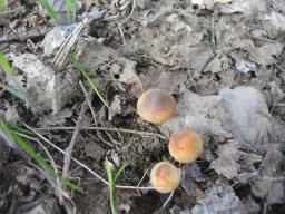 Conocybe aporos