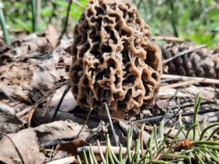 Morchella vulgaris