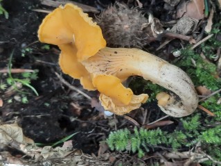 Cantharellus cibarius