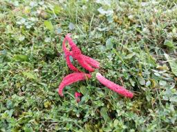 Clathrus archeri