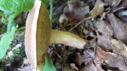 Xerocomus coniferarum