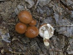 Typhrasa gossypina