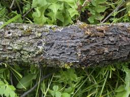 Peniophora rufomarginata