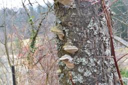 Phellinus pomaceus