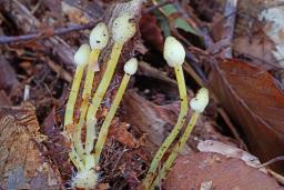 Mycena epipterygia