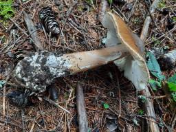 Amanita spadicea