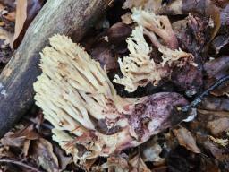 Ramaria sanguinea